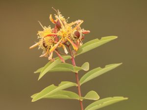 Hypericum quartinianum flowers, Ethiopia