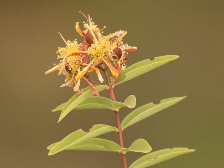 Hypericum quartinianum flowers, Ethiopia