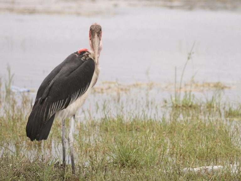 Marabou Stork standing at the edge of a pool, Ethiopia