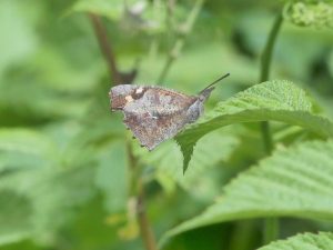 Nettle-Tree-Butterfly-Bulgaria