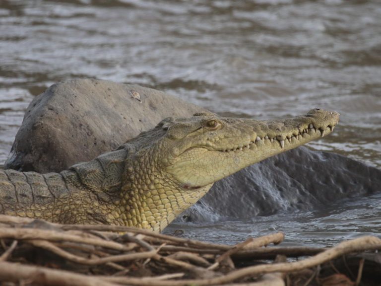 Nile Crocodile in front of a rock by the water, Ethiopia