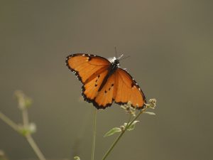 Plain Tiger on a stem, Ethiopia