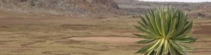 view over Sanetti Plateau, Ethiopia