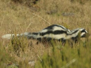 Zorilla walking through short grassland, Ethiopia