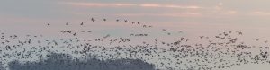 goose flock at Burgas, Bulgaria