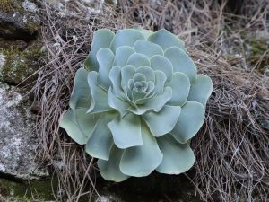 Aeonium aureum growing among rocks, Tenerife