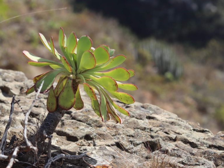 Aeonium ciliatum growing among rocks, Tenerife