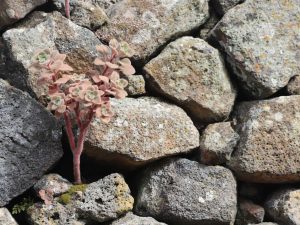 Aichryson laxum growing among rocks, Tenerife