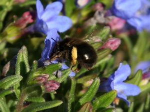 female Anthophora plumipes foraging