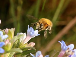 male Anthophora plumipes approaching a flower
