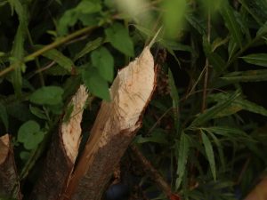 Beaver-gnawed stump, Devon