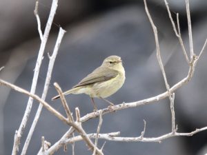 Canary Islands Chiffchaff perched on a twig, Tenerife