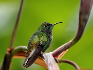 Coppery-headed Emerald perched on a stem, Costa Rica