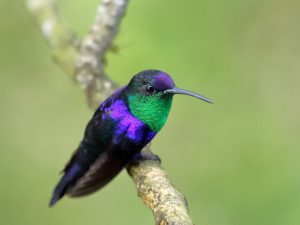 Crowned Woodnymph perched on a stem, Costa Rica