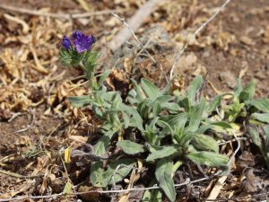Echium bonnetii flowers, Tenerife