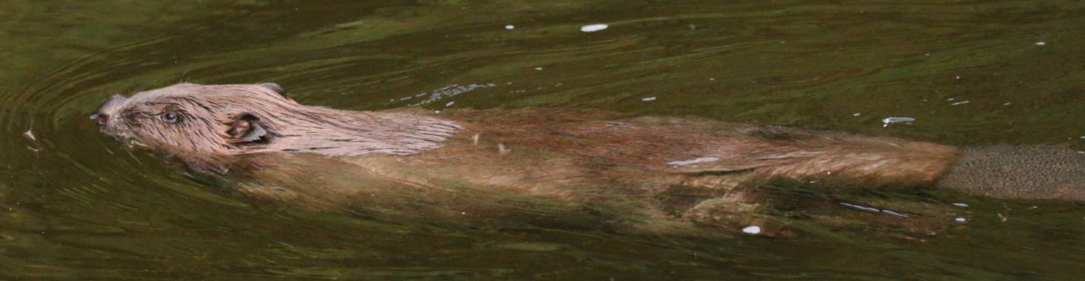 European Beaver swimming in the river, Devon