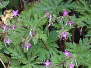 Geranium reuteri flowers, Tenerife