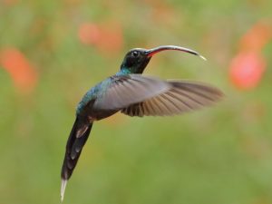 Green Hermit in flight, Costa Rica