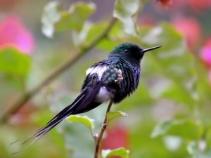 Green Thorntail perched on a stem, Costa Rica