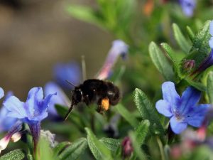 Anthophora plumipes female approaching a flower