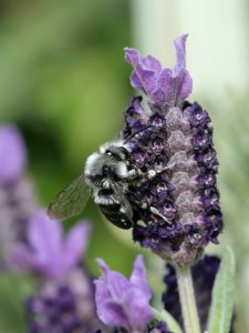 Melecta albifrons feeding on lavender