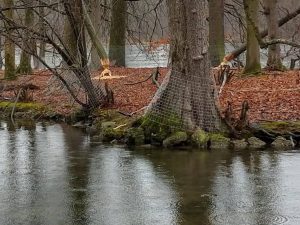 lake alongside the woodland in Schlosspark, Munich