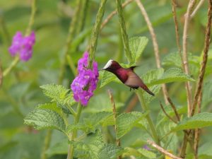 Snowcap feeding on a pink flower, Costa Rica