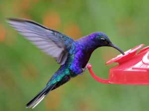 Violet Sabrewing at a feeder, Costa Rica