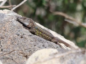 Western Canaries Lizard sitting on a rock, Tenerife