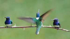 three White-necked Jacobins perched on a thorny stem, Costa Rica
