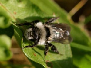 Ashy Mining Bee sitting on a leaf, Derbyshire