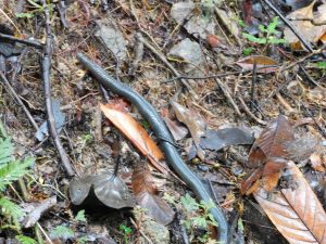 Brahminy Blind Snake moving among dead leaves, Borneo