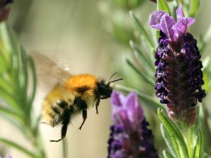 Common Carder Bee approaching flowers, Derbyshire