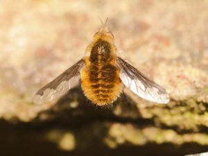 Dark-edged Bee-fly sitting on bare ground, Derbyshire