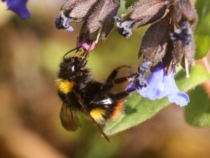 Early Bumblebee, Derbyshire