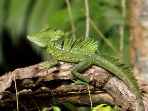 Emerald Basilisk clinging to a branch, Costa Rica