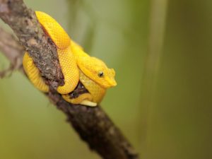Eyelash Pit Viper curled up on a branch, Costa Rica
