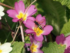 Gooden's Nomad Bee on a primrose, Derbyshire
