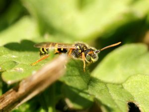 Gooden's Nomad Bee on a leaf, Derbyshire