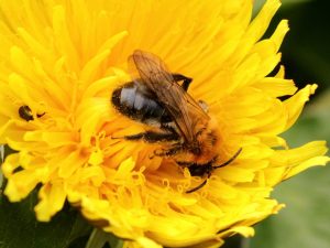 Grey-patched Mining Bee foraging on Dandelion, Derbyshire