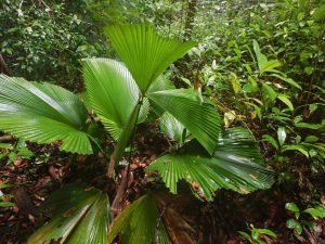 Licuala orbicularis in rainforest, Borneo