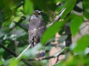 Malaysian Hawk Cuckoo sitting on a branch, Borneo