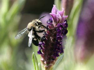 foraging Mourning Bee, Derbyshire