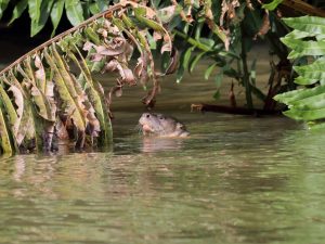 Neotropical River Otter peering out from a river, Costa Rica