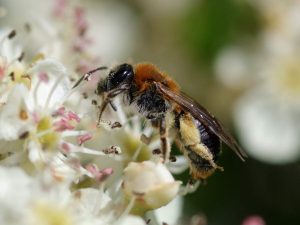 foraging Orange-tailed Mining Bee, Derbyshire
