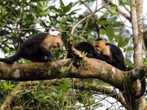 group of Panamanian White-faced Capuchins on a branch, Costa Rica