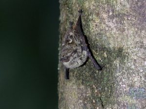 Proboscis Bat clinging to a tree trunk, Costa Rica