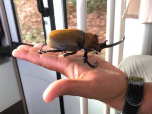 Rhinoceros Beetle on an open palm, Costa Rica