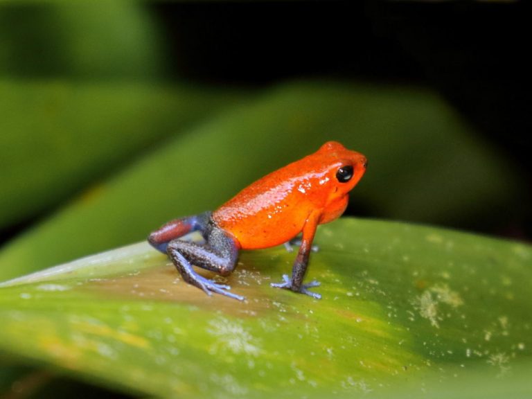 Strawberry Poison Dart Frog standing alert on a wet leaf, Costa Rica