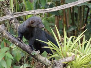 Tayra watching from a branch, Costa Rica